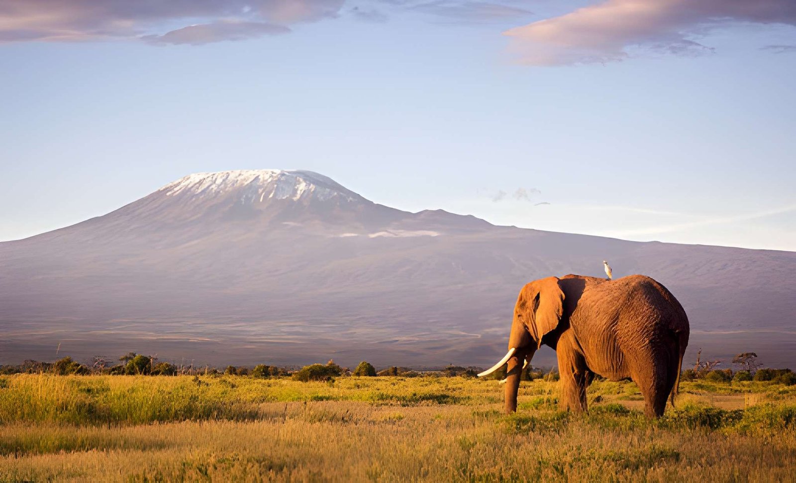 An African elephant standing in dry grassy plains with Mount Kilimanjaro rising in the background under a clear sky.