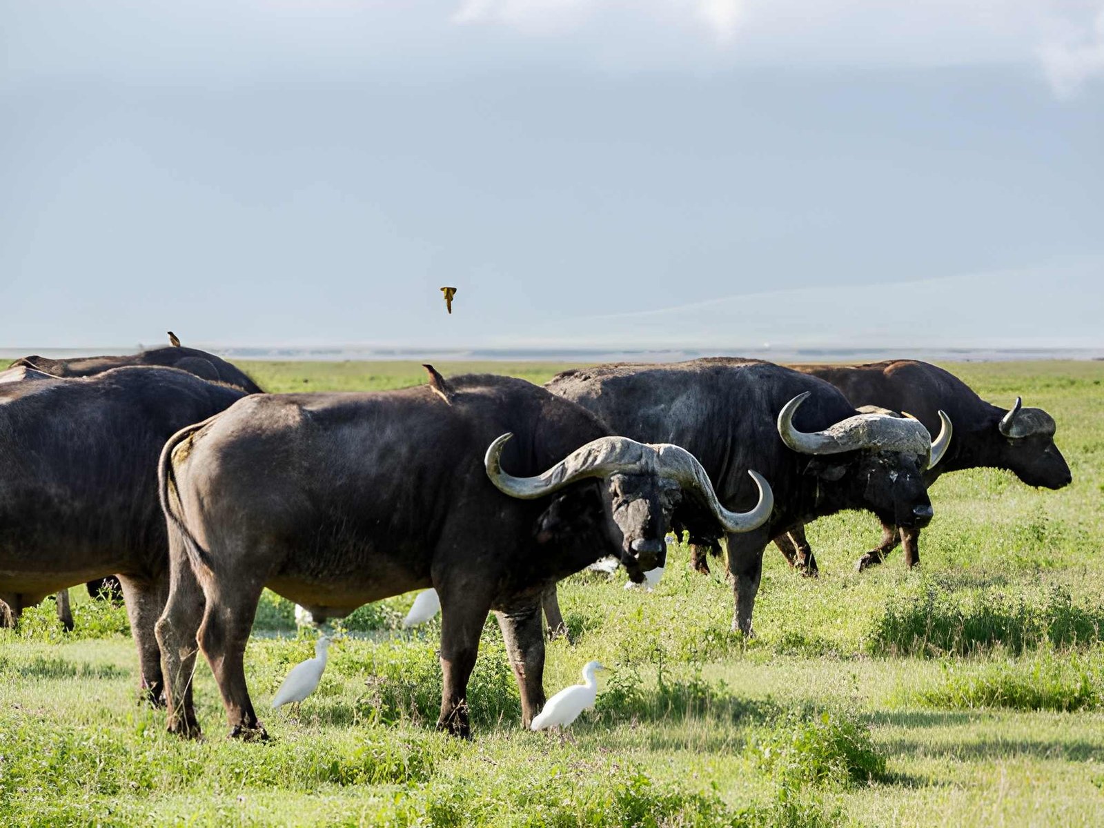 Two African cape buffaloes standing side-by-side in open grassland under a bright blue sky.