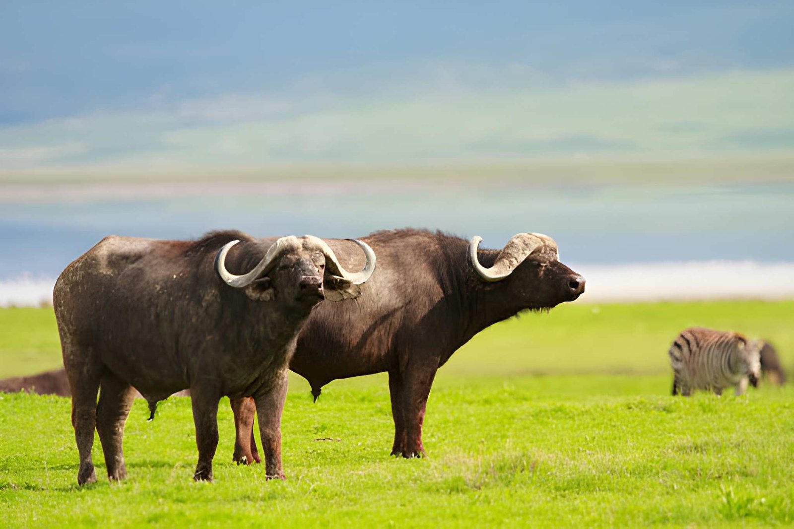Two African cape buffaloes standing side-by-side in open grassland under a bright blue sky.