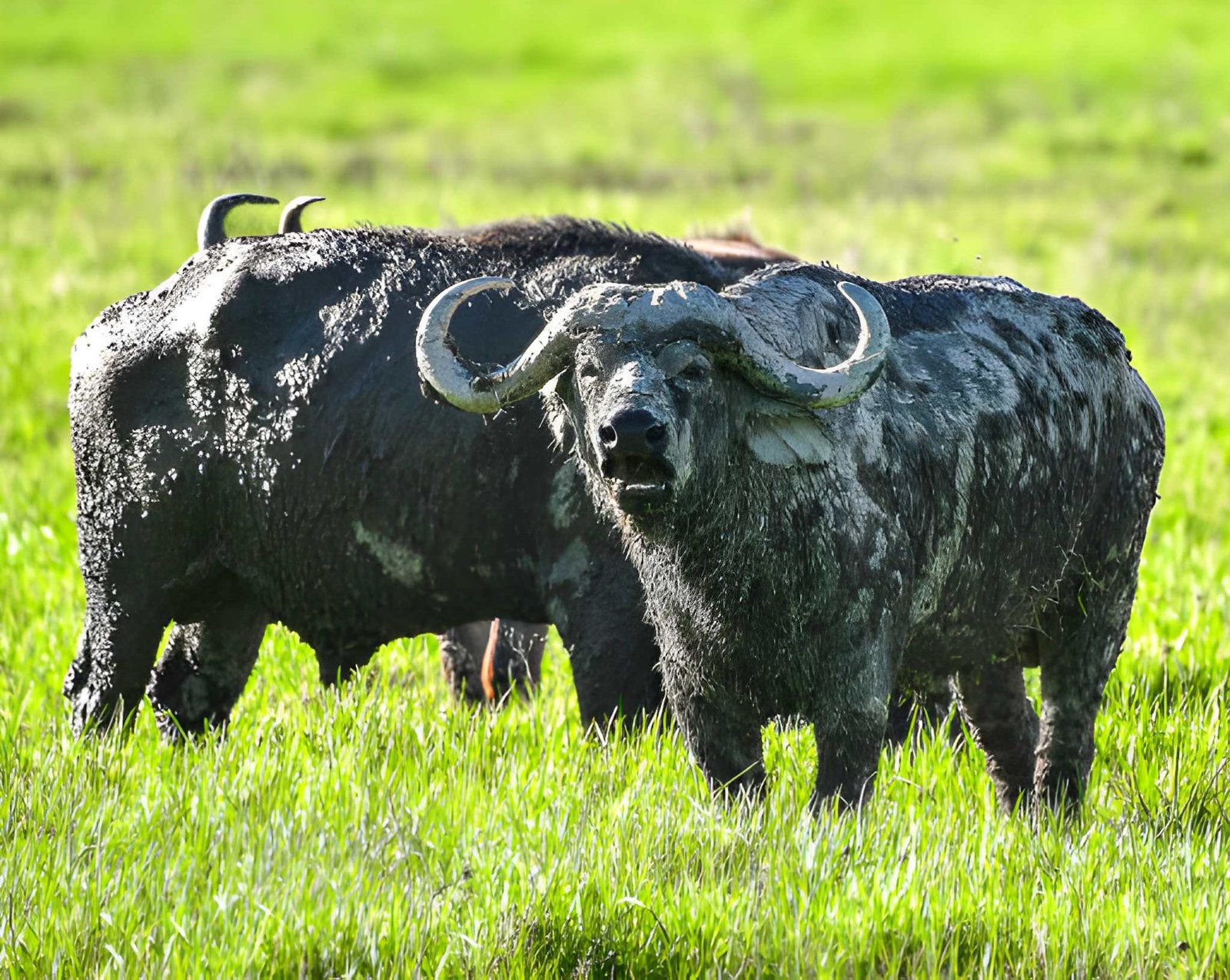 A close-up view of an African cape buffalo standing in tall green grass, showing its large horns.