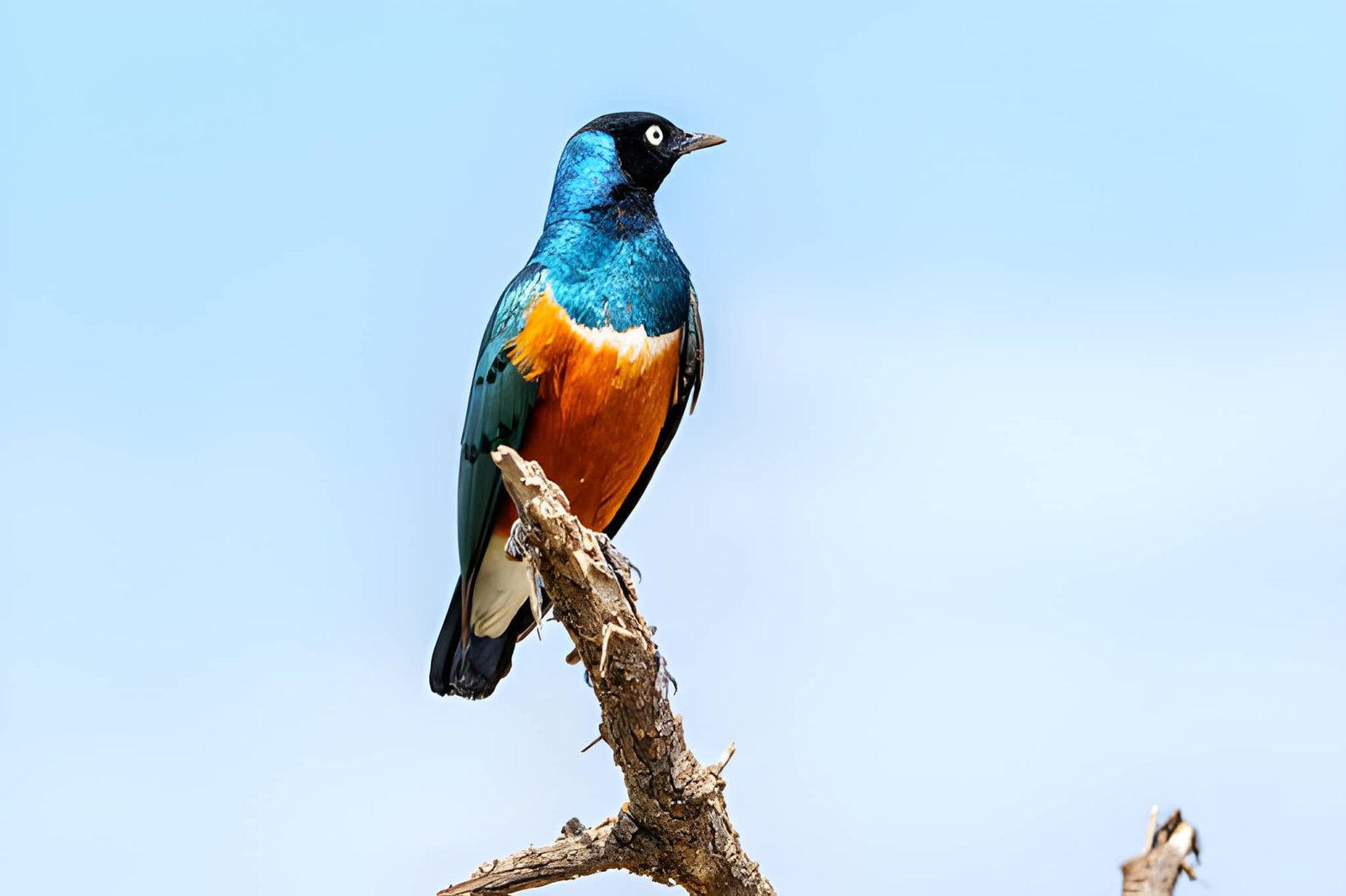 A Superb Starling with vibrant blue, iridescent plumage and an orange belly perched on a twig under a clear blue sky.