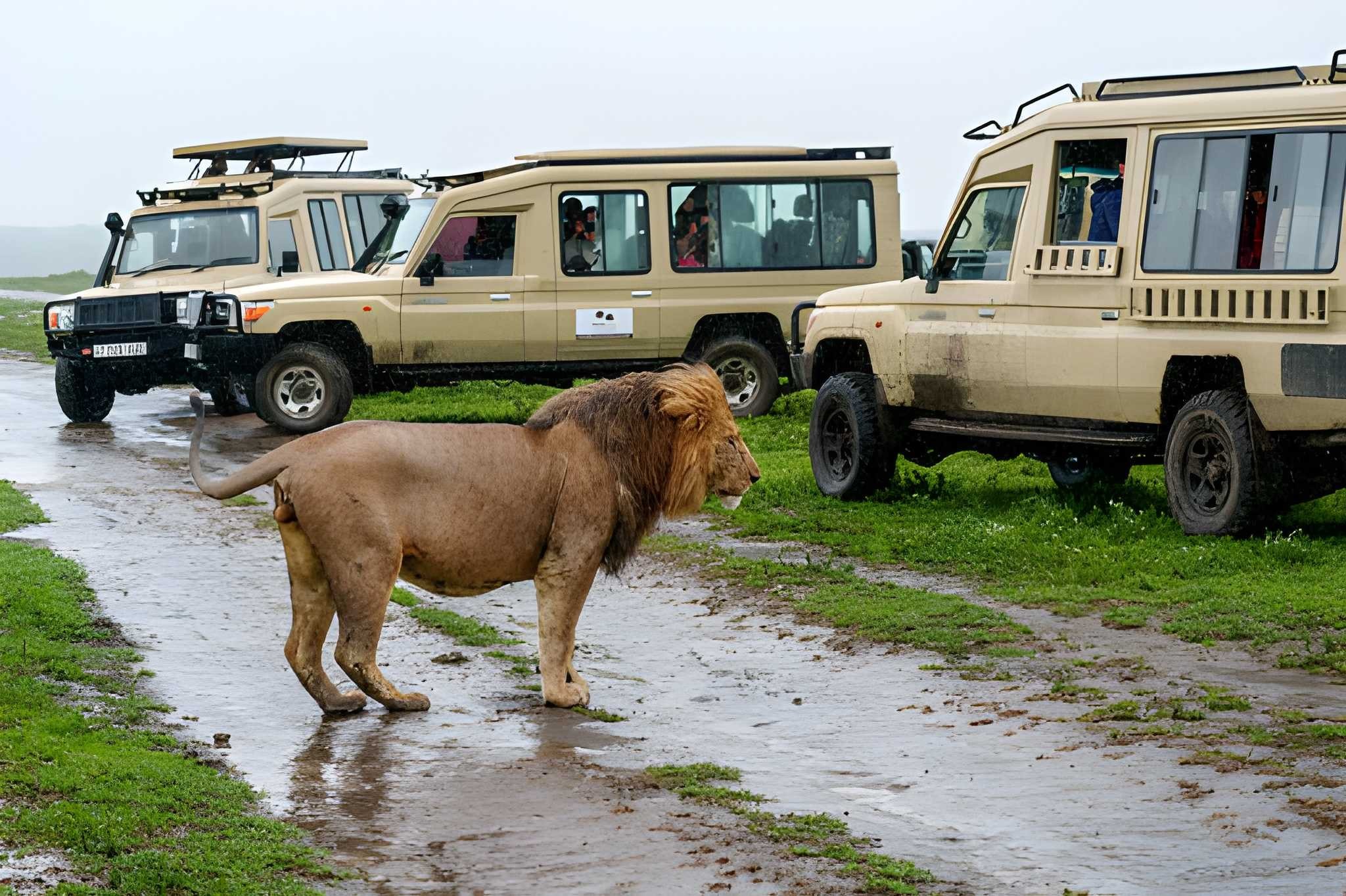 Best Time to Visit Serengeti — A Complete Guide to Wildlife & Migration