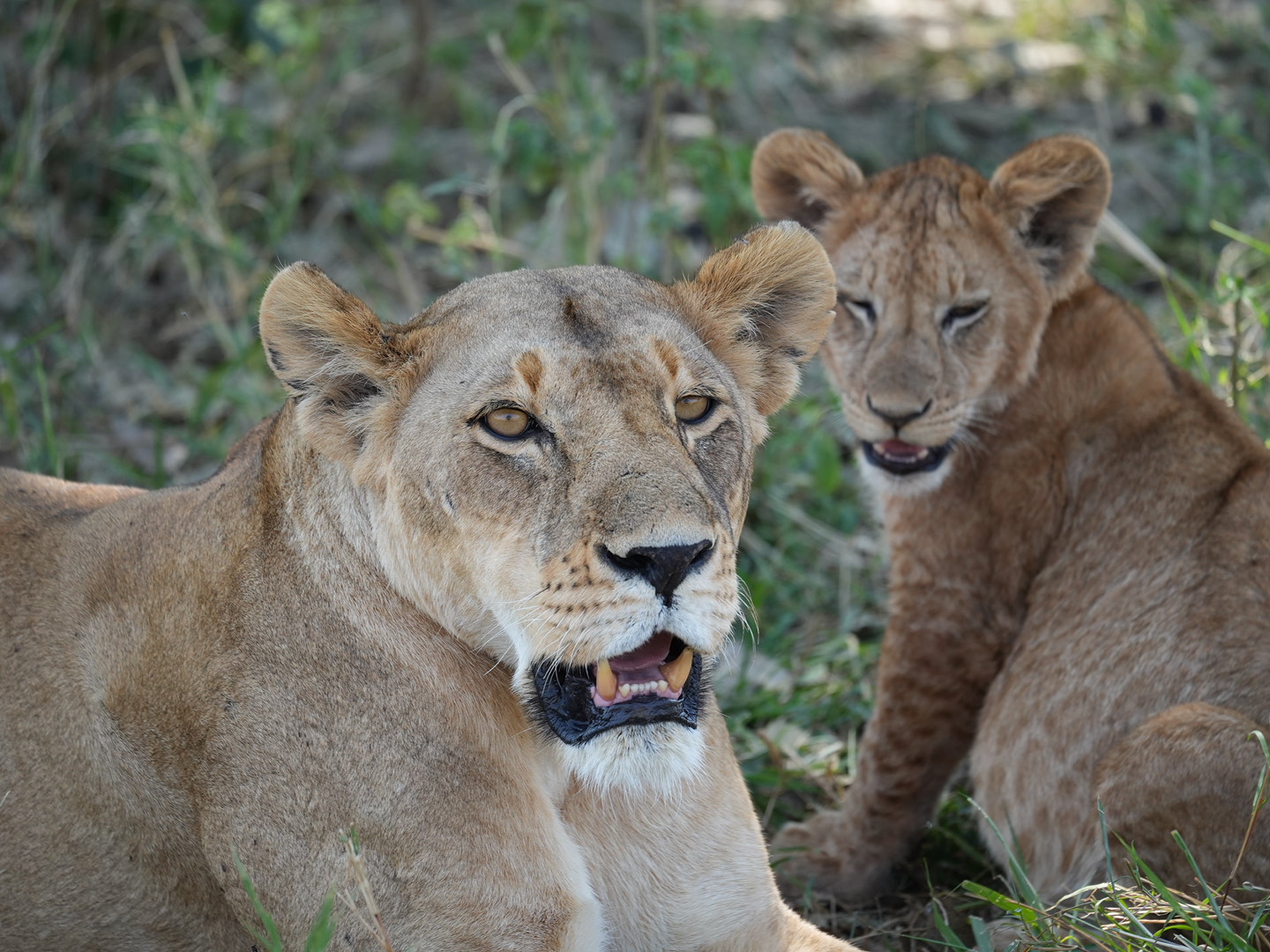1-Day Tarangire Trip