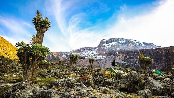 7-Day Mount Kilimanjaro Lemosho Route Trek