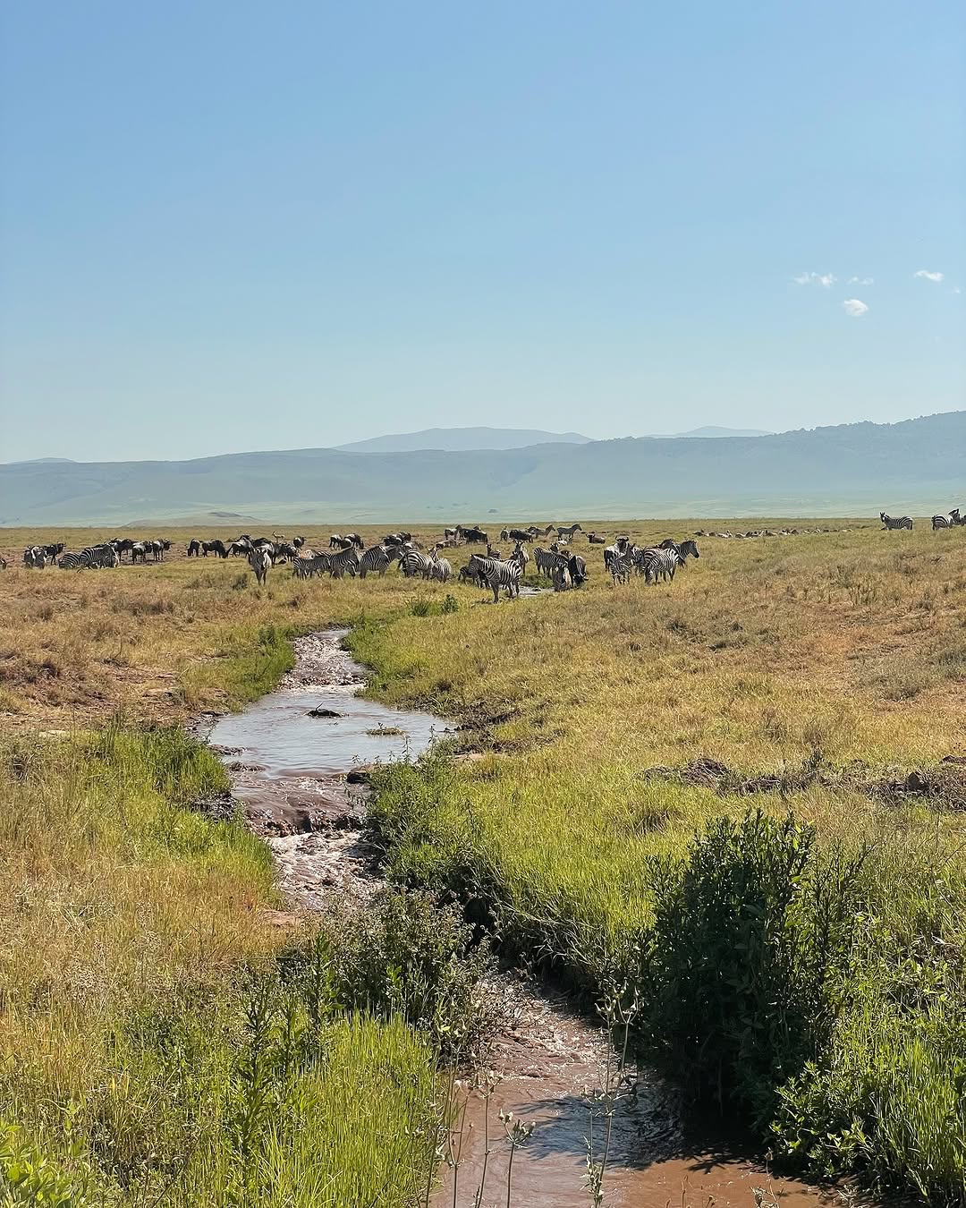 Why October & November Are the Hidden Gems of the Serengeti