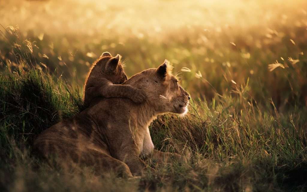 cub, lioness, meadow
