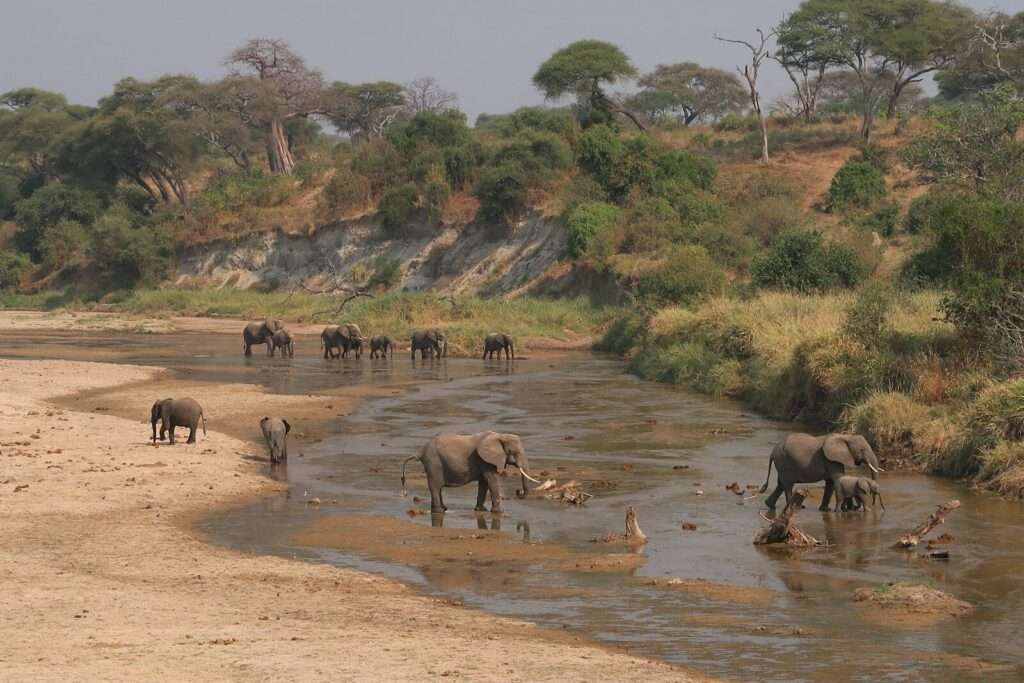 A herd of elephants walking across a river