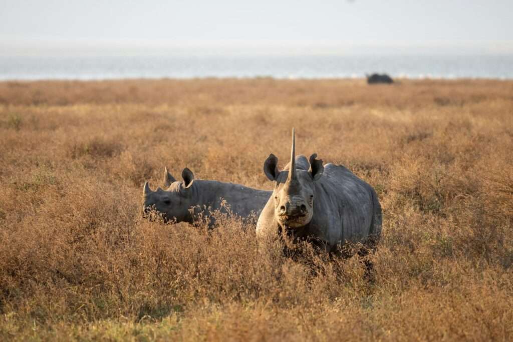 A couple of rhinos that are standing in the grass