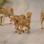 A pride of lions walks across a dirt road.