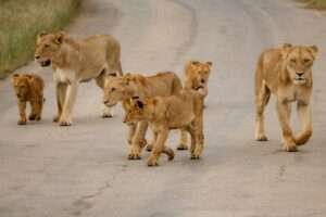 A pride of lions walks across a dirt road.