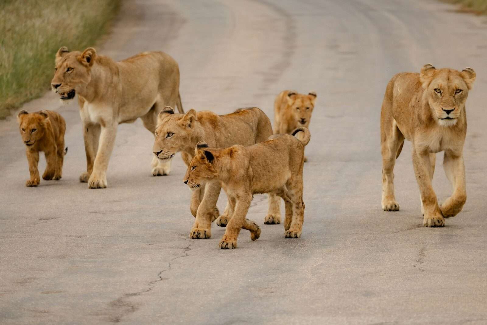 A pride of lions walks across a dirt road.