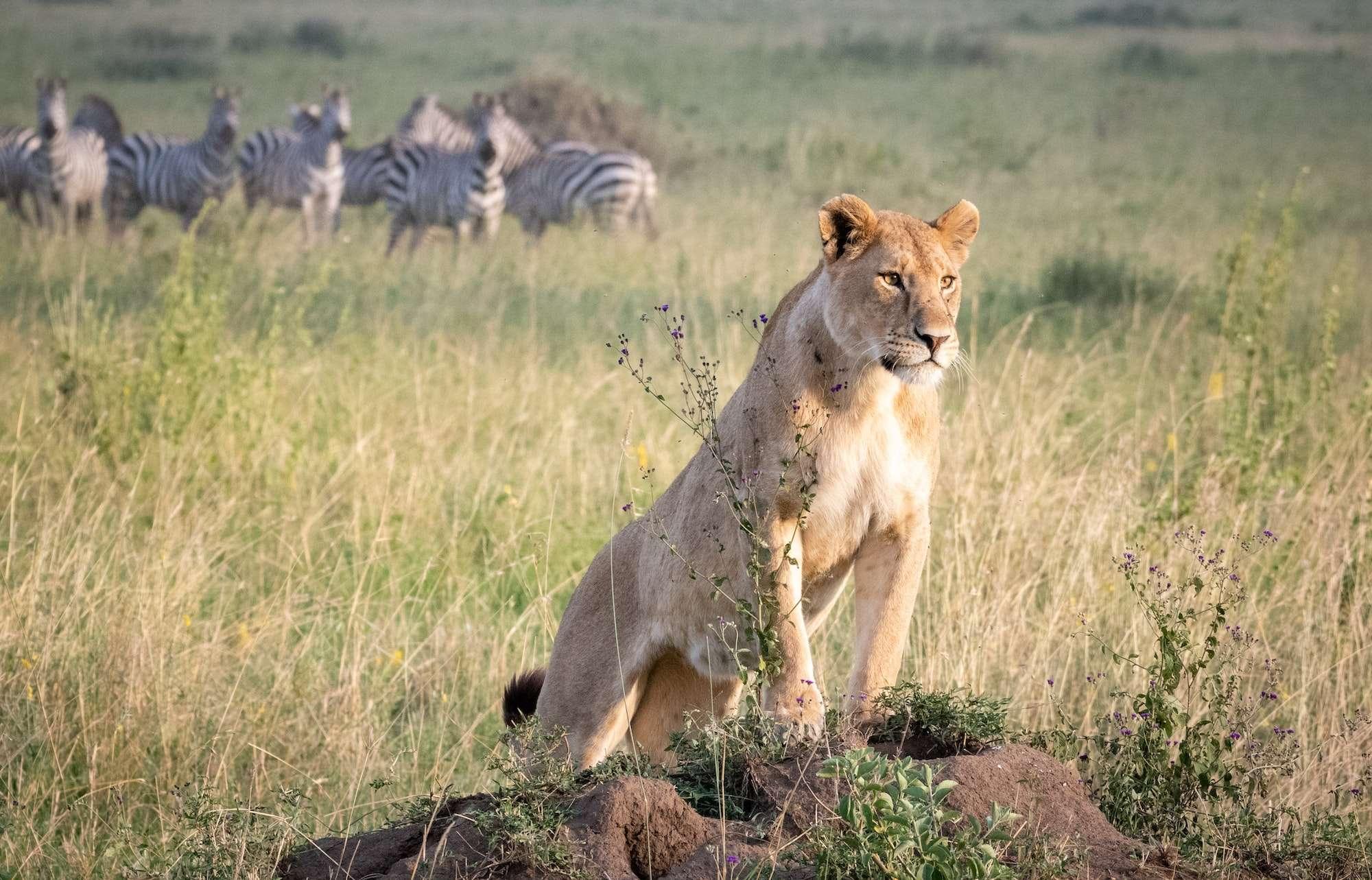 lion on the plains of Serengeti savannah
