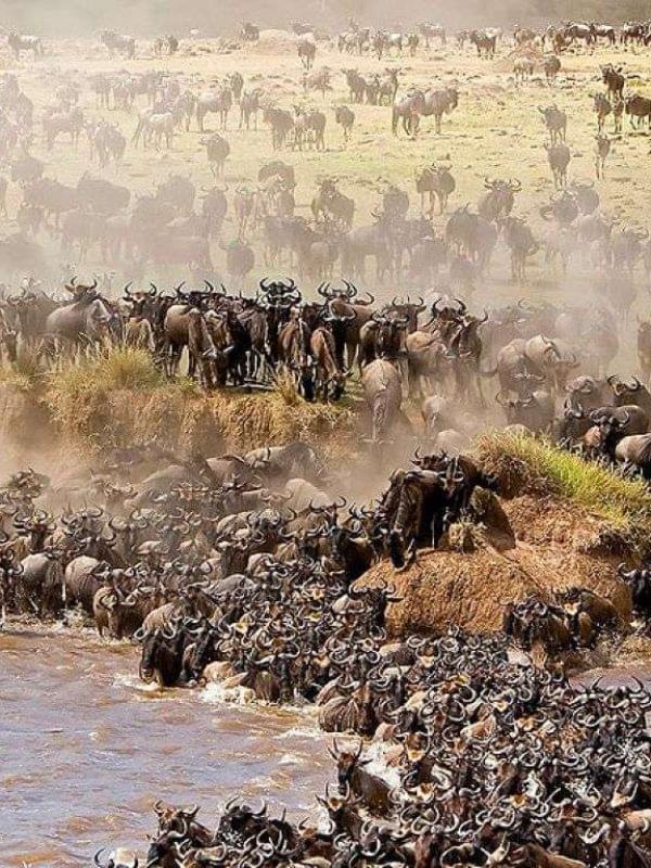 best_time_for_the_great_migration_in_serengeti_1736547240