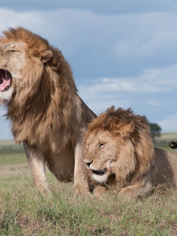 Shallow Focus Photo of Two Brown Lions