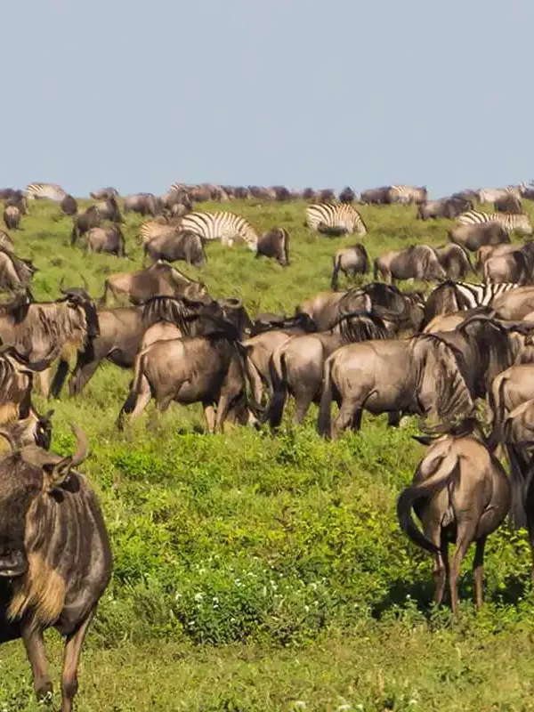 4-Days-Ndutu-Migration-Calving-Season