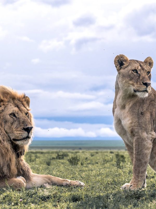 A-coveted-Big-5-safari-sight-lions