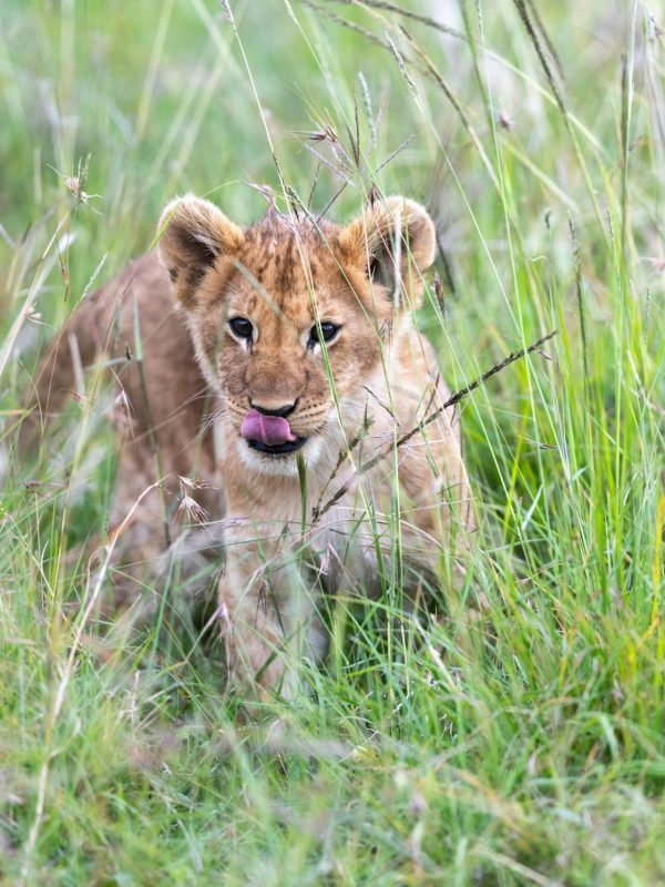 Akagera-National-Park-safari-1
