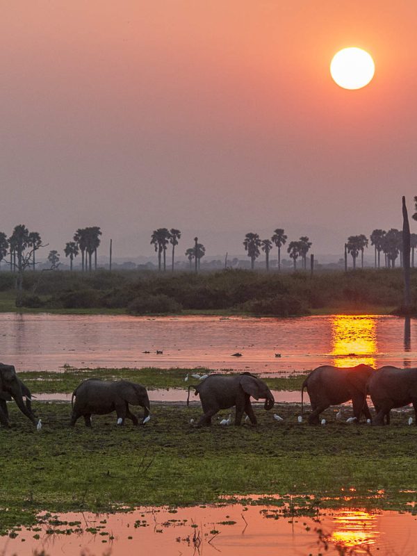 SELOUS-NATIONAL-PARK