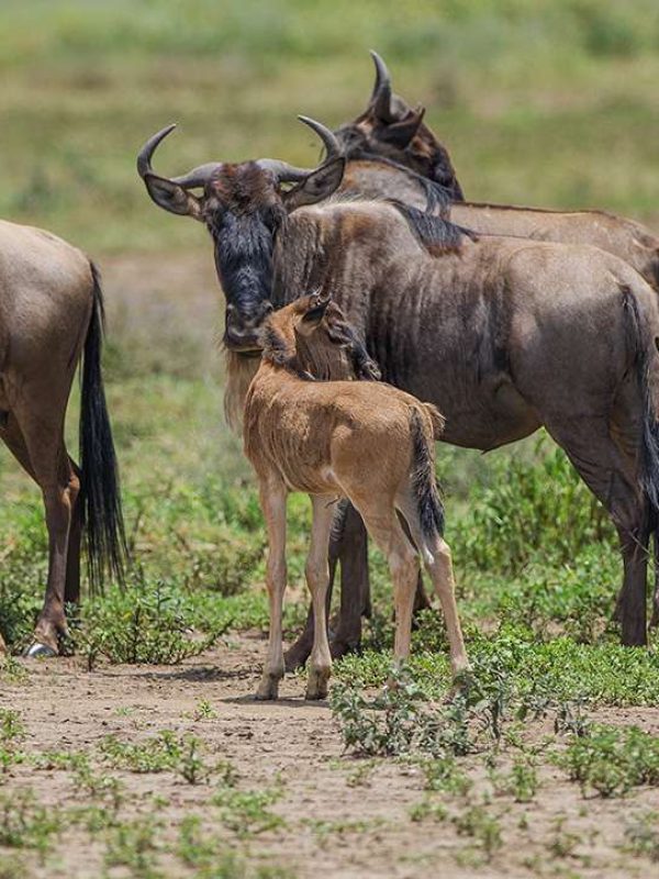 Southern-Serengeti-National-Park-calves