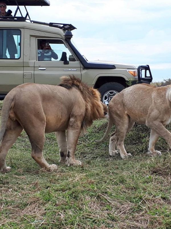 Tanzania-safari-Landcruiser-Lions-in-Serengeti-National-Park-1.jpeg