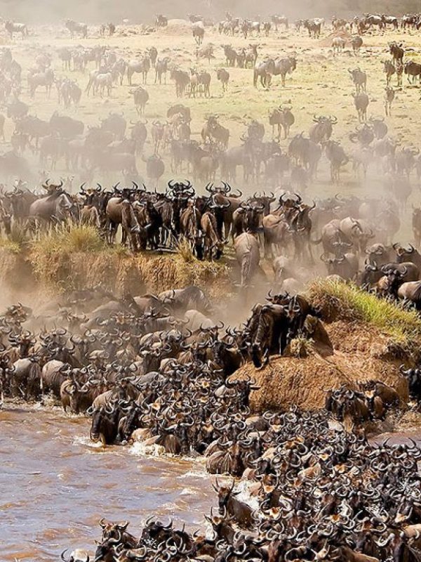 best_time_for_the_great_migration_in_serengeti_1736547240