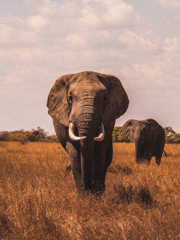 two elephants walking on grass covered ground