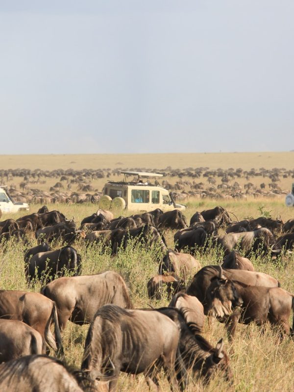 herd of elephants on green grass field during daytime