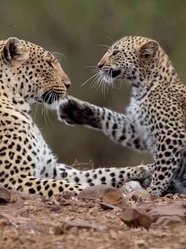 leopard cub serengeti