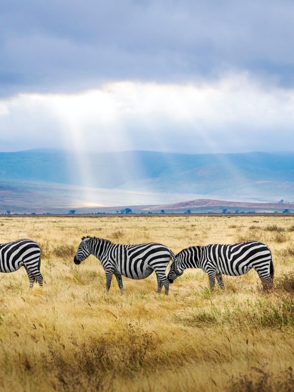 five black and white zebras