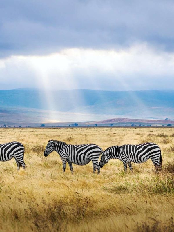 five black and white zebras