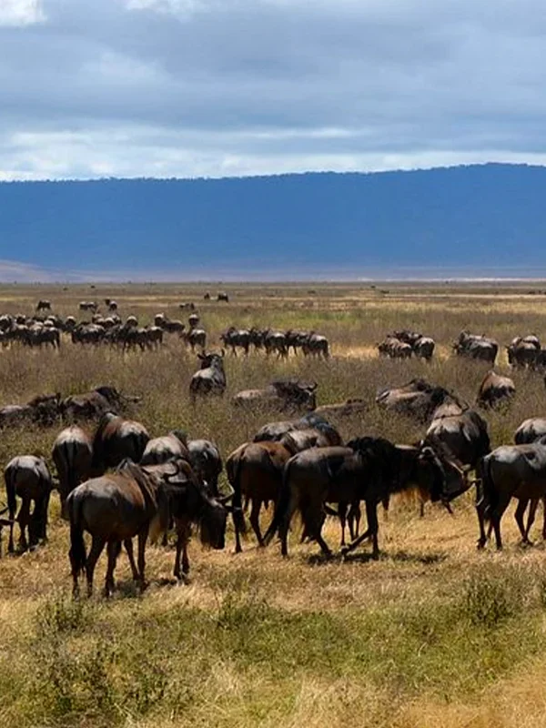 serengeti-wildebeest-migration